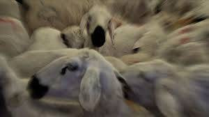 Kurban ibadetiyle ilgili doğru bilinen yanlışlar - Resim: 25